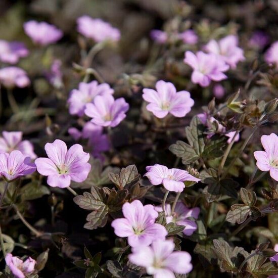 Geranium Dusky Crug- gandrene